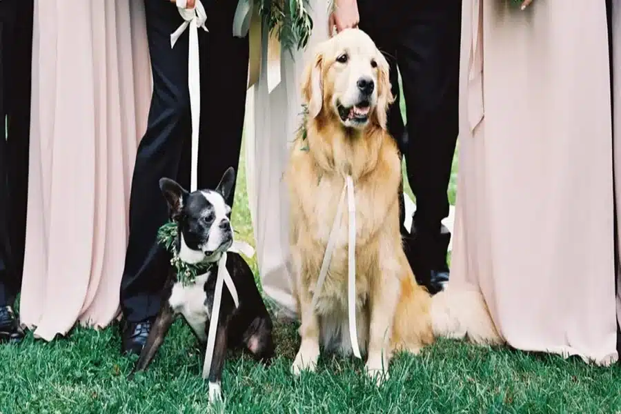 Custom Dog Bandanas For Weddings, Photoshoots, And Special Days