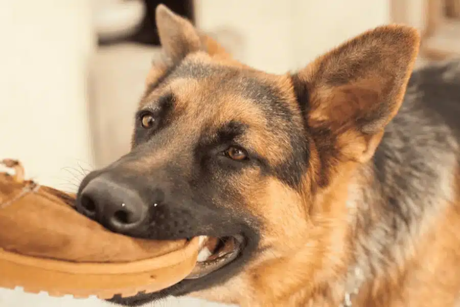 Dog Bite