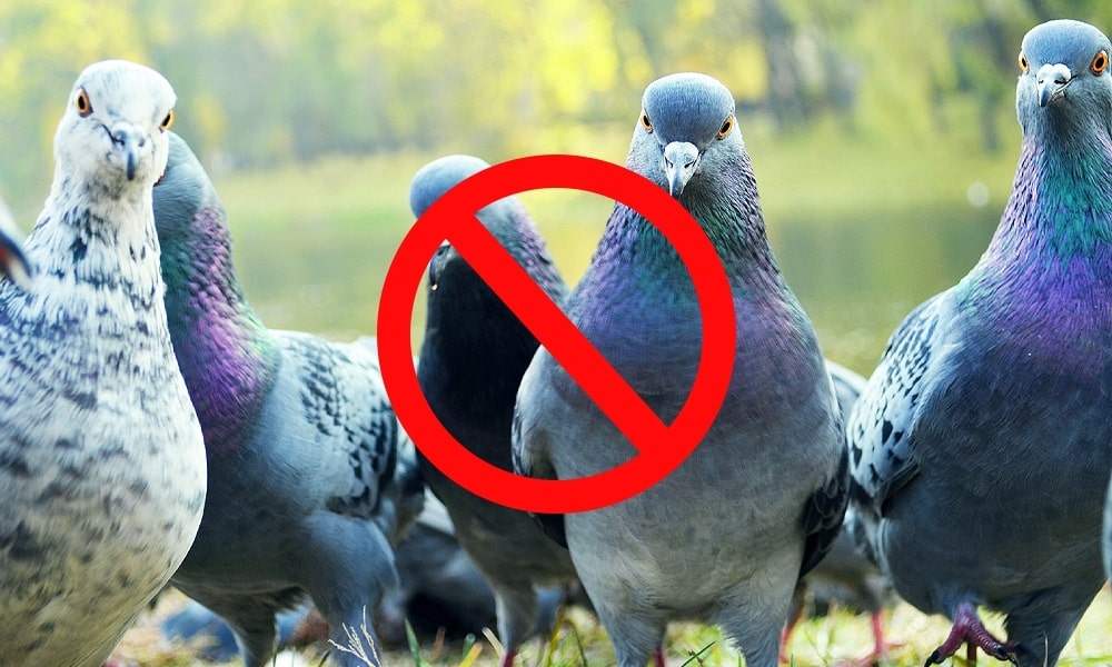 Solar-Powered Bird Repellent Units