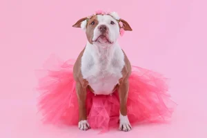 Apparel Options For Fashionable Pets