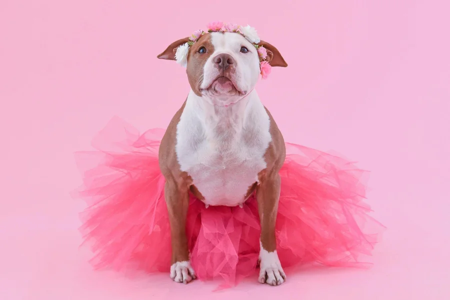 Fashionable Pets