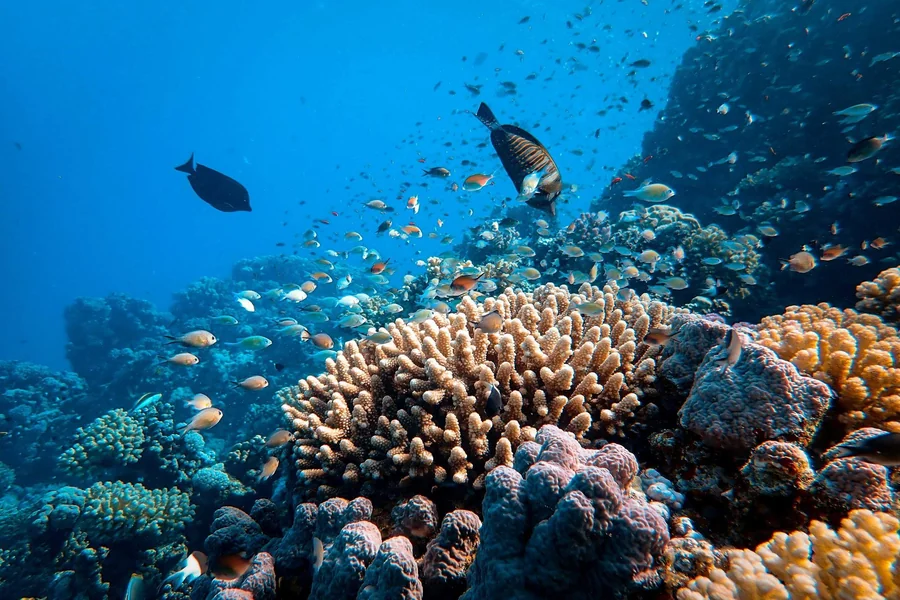 Australia Summer Travel Guide