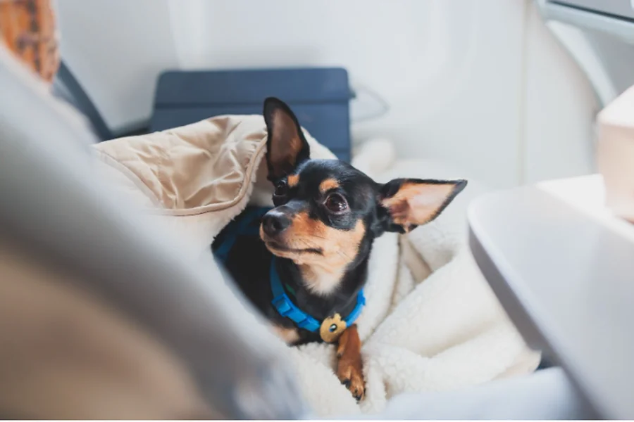 A small black ESA dog flying in the cabin of an airplane.