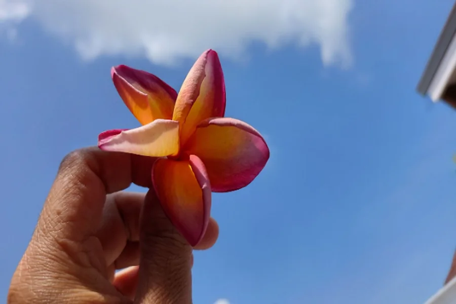 Someone holding a white and red plumeria flower after discovering the plumeria flower meaning.
