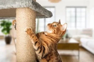 Cat Supplies Checklist: Must-haves For Every Cat Parent The Magical Moon Cat Bed