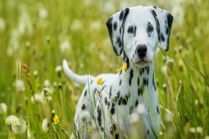 How to Protect Your Pup: 7 Smart Flea Treatment Options