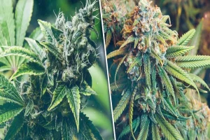Important Things to Know Before Starting a Hemp Growing Facility