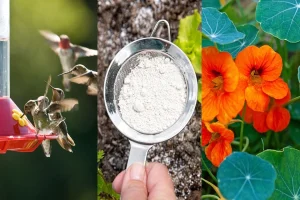 Top 10 Eco Friendly Pest Control Methods