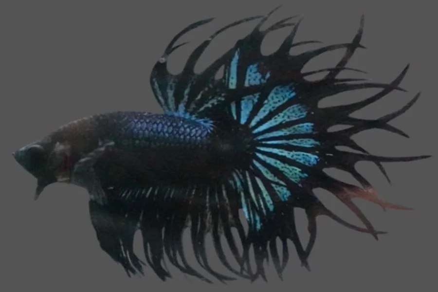 Betta Fish