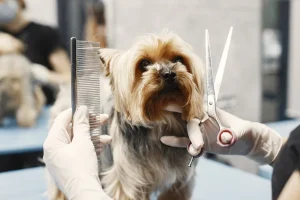 How To Handle Difficult Dogs During Grooming