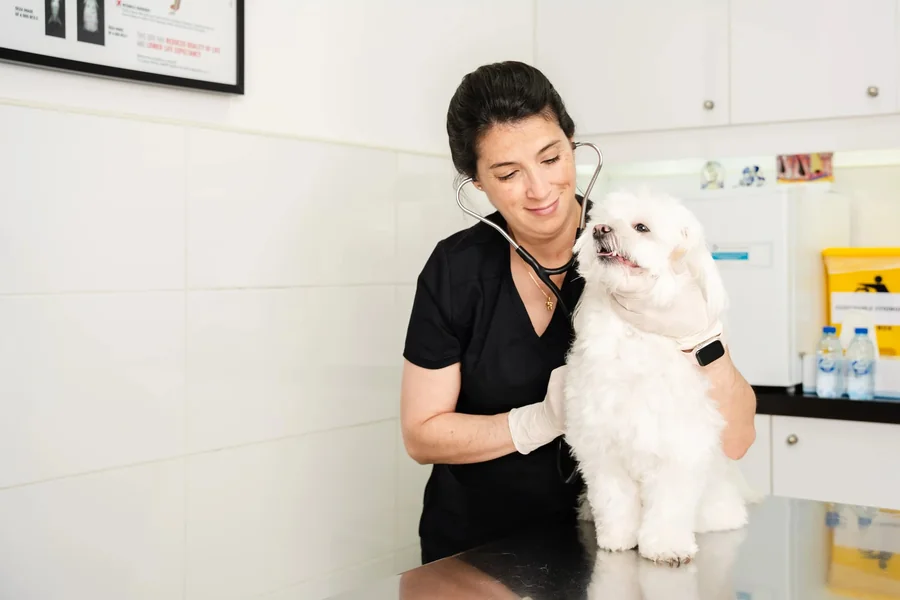 Top 7 Veterinary Clinics in Dubai Where Pets Get the Care They Deserve