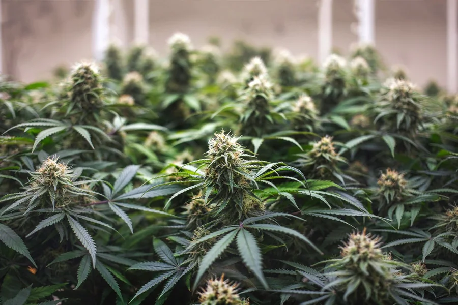 Top-Rated and Effective THCA Flower Strain You Can Buy in 2025