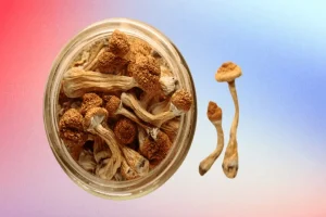 What Experts Look For When Buying Mushroom Spores Online