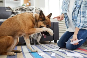 How to Freshen Your Dog’s Breath: The Best Products to Try