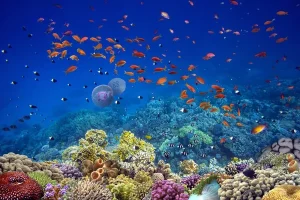 The Quiet Wonder of Floating Above Maui’s Reefs