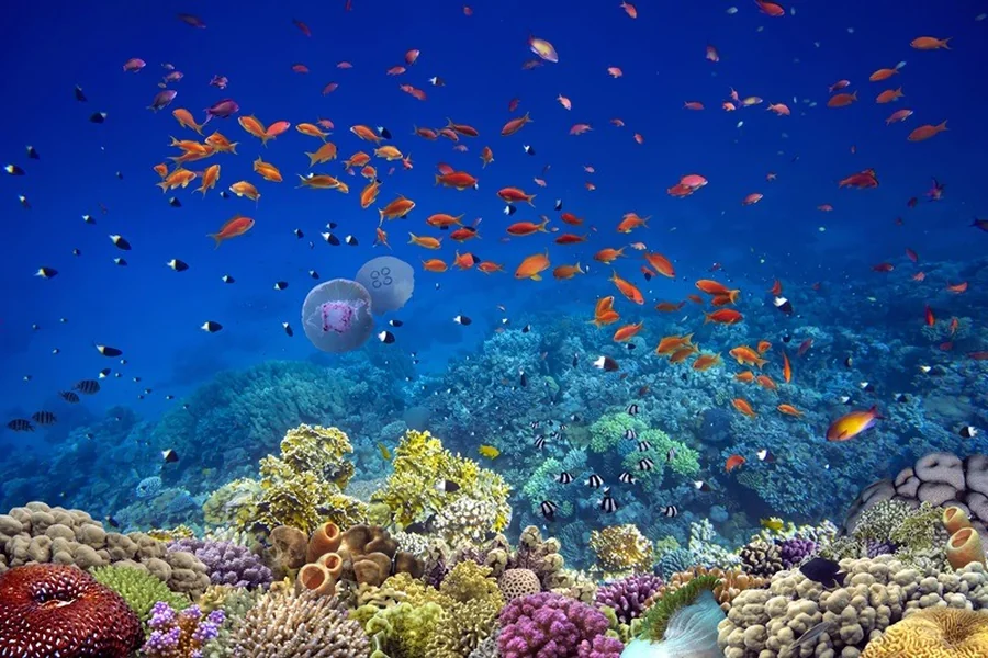 The Quiet Wonder of Floating Above Maui's Reefs