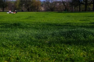 Why Timing Matters More Than Products in Lawn Establishment