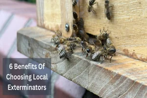 6 Benefits Of Choosing Local Exterminators