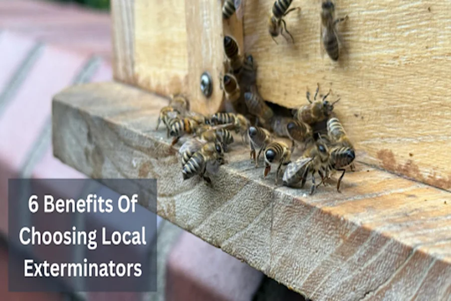 6 Benefits Of Choosing Local Exterminators
