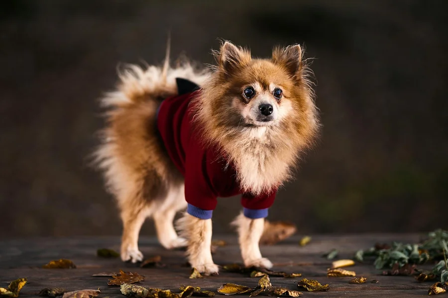 7 Dog Clothing Brands That Balance Warmth, Fit, and Everyday Wearability