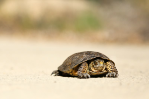 Practical Steps to Slow Down and Feel More Grounded