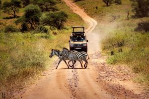 The Ultimate Guide to Wildlife Adventures in East Africa