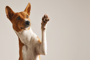 Top 10 In-Home Dog Grooming NYC Providers for Premium Mobile Grooming in 2026