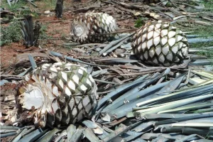 What Is Tequila Made From? Your Questions Answered