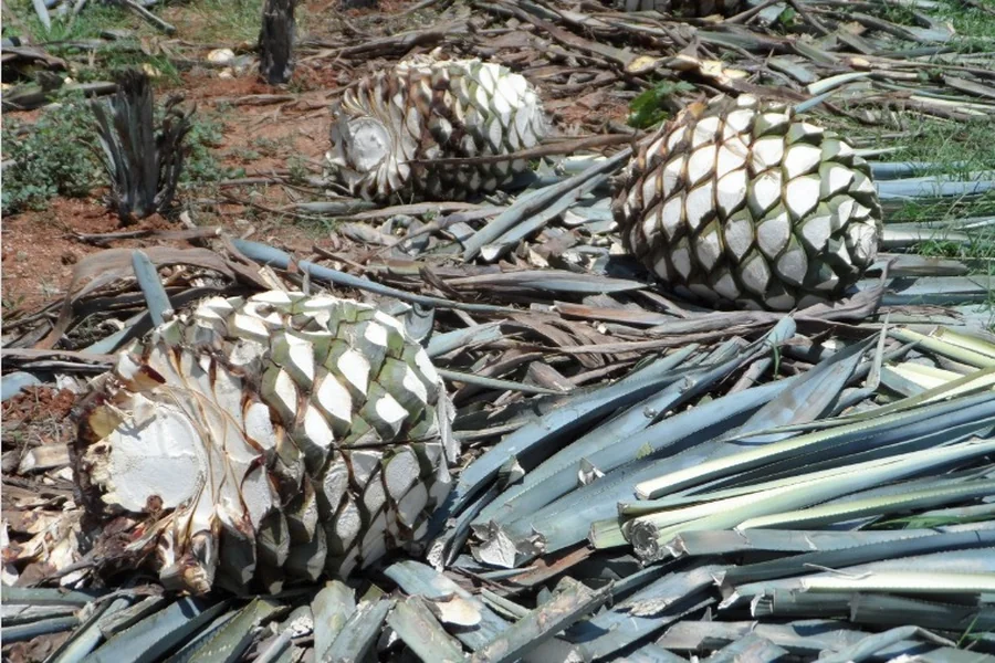 What Is Tequila Made From Your Questions Answered
