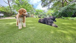 Why You Should Install A High-Quality Artificial Grass For Your Pets