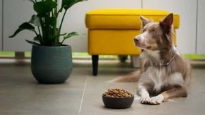 How to Identify Quality Ingredients For Canine Health