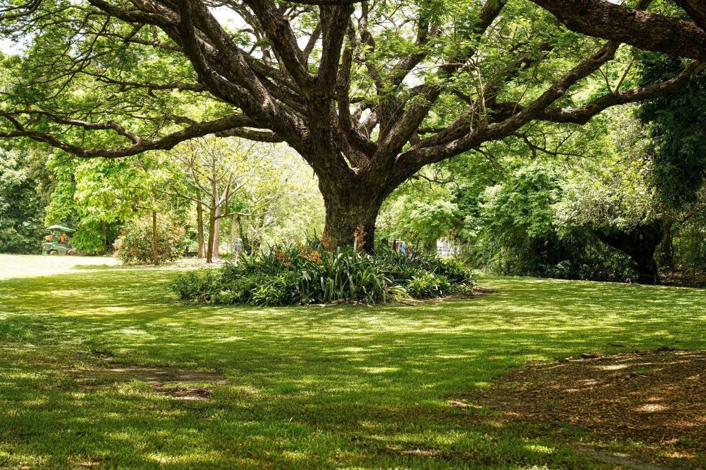How to Keep Your Trees and Shrubs Healthy All Year