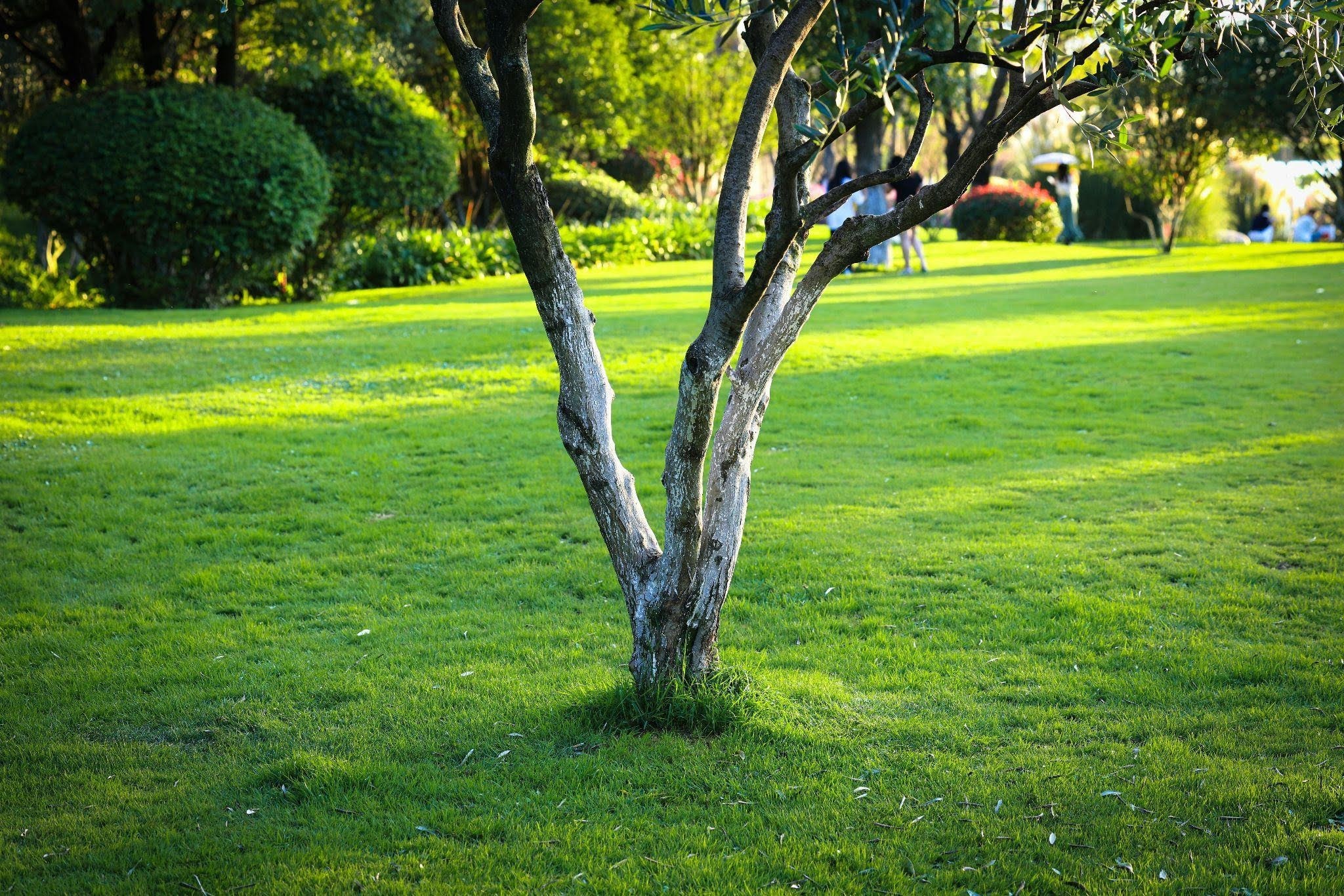 How to Keep Your Trees and Shrubs Healthy All Year
