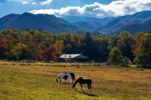 Seasonal Travel Guide – Visiting the Smokies Throughout the Year