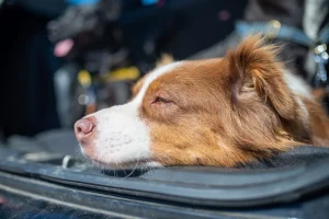 The States Worth Road Tripping Through When Your Dog Is Coming With You