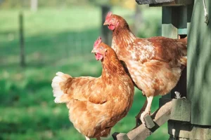 What Most Backyard Chicken Owners Regret About Their First Coop