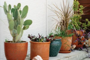 A Complete Overview Of Terracotta Pots And Planters