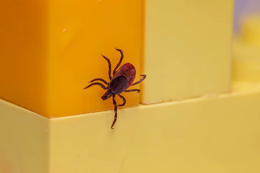 Outdoor Space